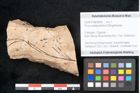 Foto (Objekt + Etikett) von Pinus palaeostrobus Ettingshausen (NHMW-GEO-2024-0188-8268)